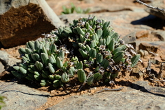 Antimima piscodora