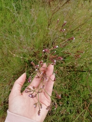 Verbena montevidensis