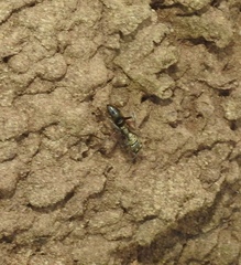 Ponerinae
