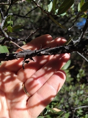 Quercus toumeyi
