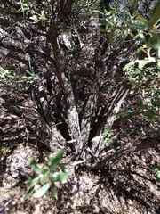 Quercus toumeyi