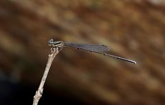 Prodasineura autumnalis