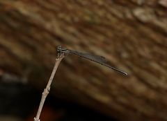 Prodasineura autumnalis