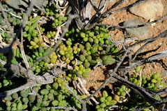 Curio radicans