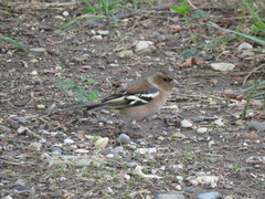 Fringilla coelebs