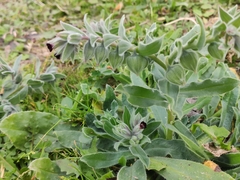 Nonea vesicaria