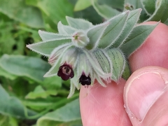 Nonea vesicaria