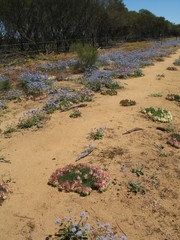 Lechenaultia macrantha