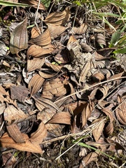 Andesanthus