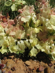 Lechenaultia macrantha