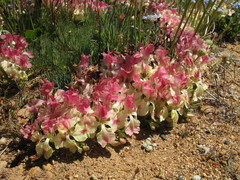 Lechenaultia macrantha