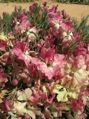 Lechenaultia macrantha