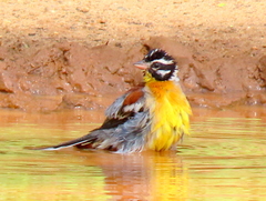 Emberiza flaviventris flaviventris