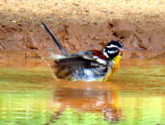 Emberiza flaviventris flaviventris