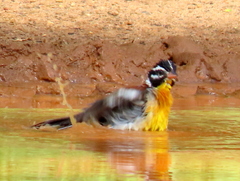 Emberiza flaviventris flaviventris
