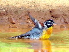 Emberiza flaviventris flaviventris