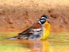 Emberiza flaviventris flaviventris