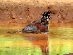 Emberiza flaviventris flaviventris