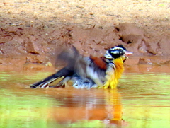 Emberiza flaviventris flaviventris