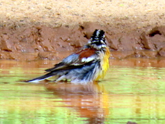 Emberiza flaviventris flaviventris