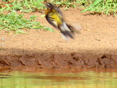 Emberiza flaviventris flaviventris