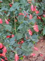 Malvaviscus penduliflorus