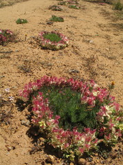 Lechenaultia macrantha