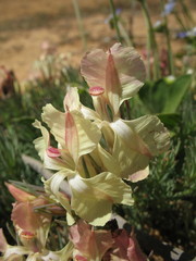 Lechenaultia macrantha
