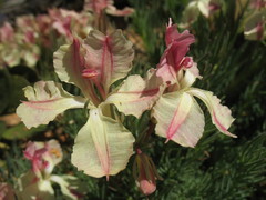 Lechenaultia macrantha