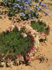 Lechenaultia macrantha