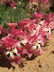Lechenaultia macrantha