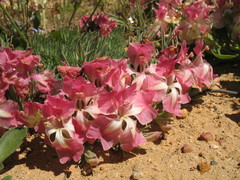 Lechenaultia macrantha