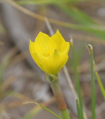 Zephyranthes filifolia