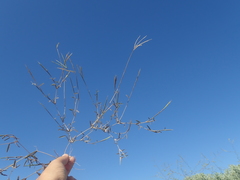 Daknopholis boivinii