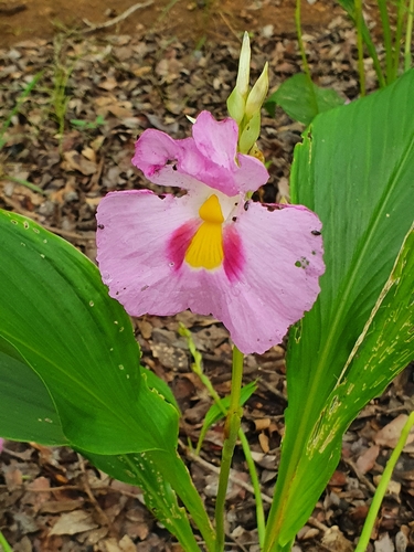 Siphonochilus kirkii image