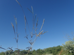 Daknopholis boivinii