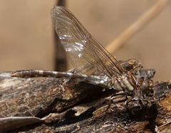 Progomphus obscurus