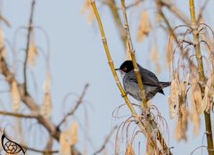Curruca melanocephala