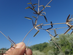 Daknopholis boivinii