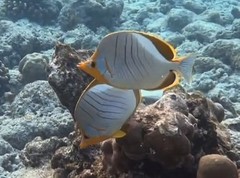 Chaetodon xanthocephalus