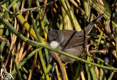 Curruca melanocephala