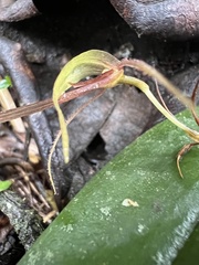 Pleurothallis killipii
