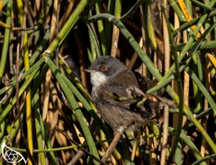 Curruca melanocephala