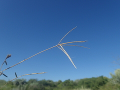 Daknopholis boivinii