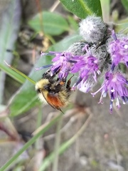 Bombus lapponicus