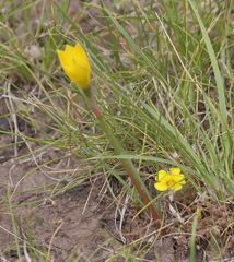 Zephyranthes filifolia