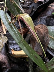 Pleurothallis killipii