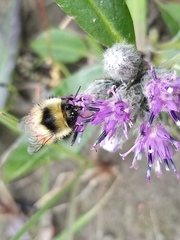 Bombus lapponicus