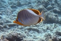 Chaetodon xanthocephalus