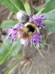 Bombus lapponicus